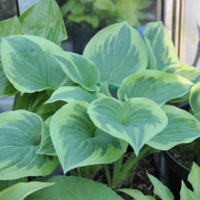 Hosta 'Snowy Lake'